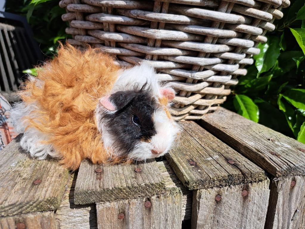 Lunkarya beertje te koop, Dieren en Toebehoren, Cavia, April, Mannelijk, Tam