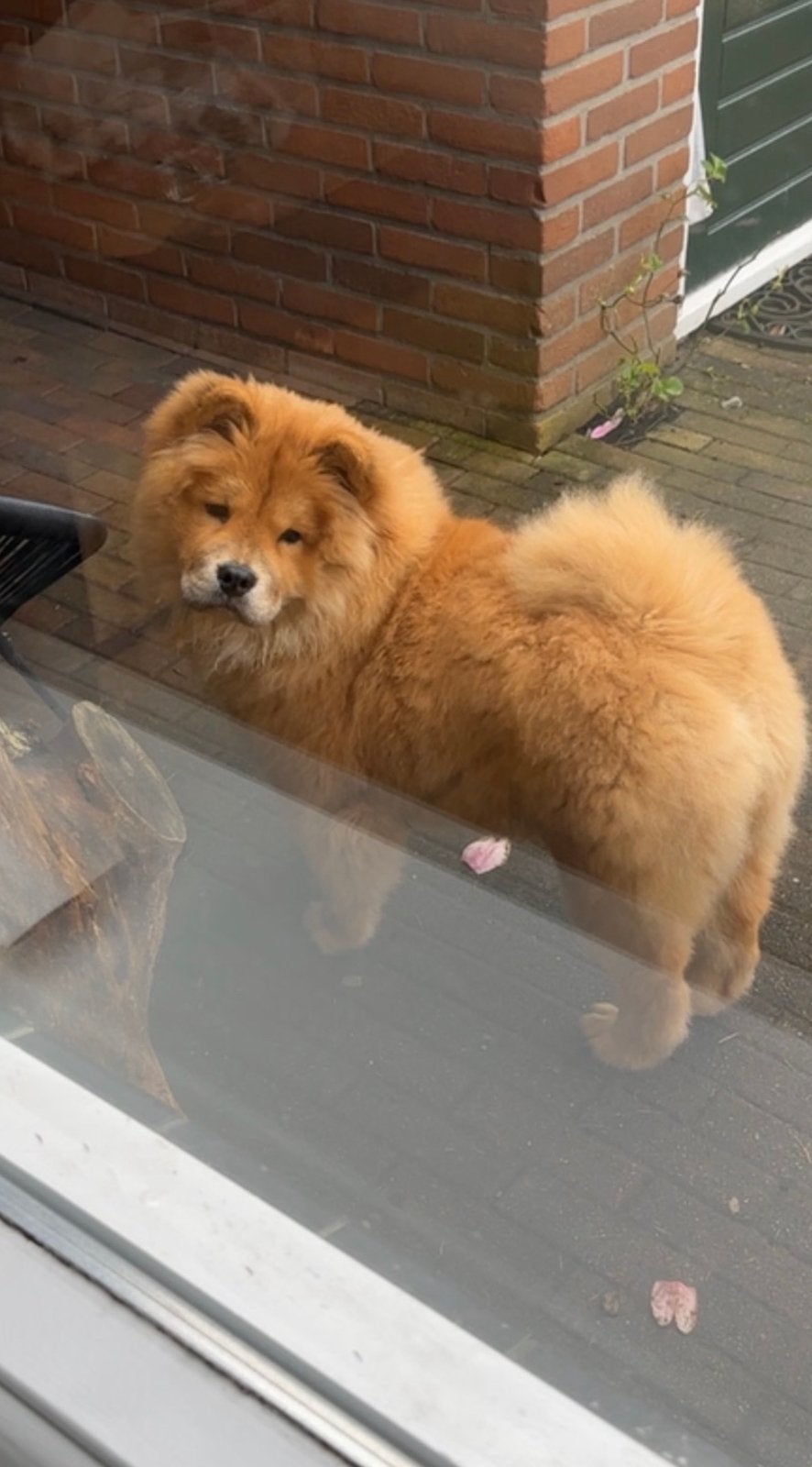 Lieve, aanhankelijke chowchow dame zoekt haar gouden mandje, Particulier, 15 weken tot 1 jaar, Buitenland, Teef