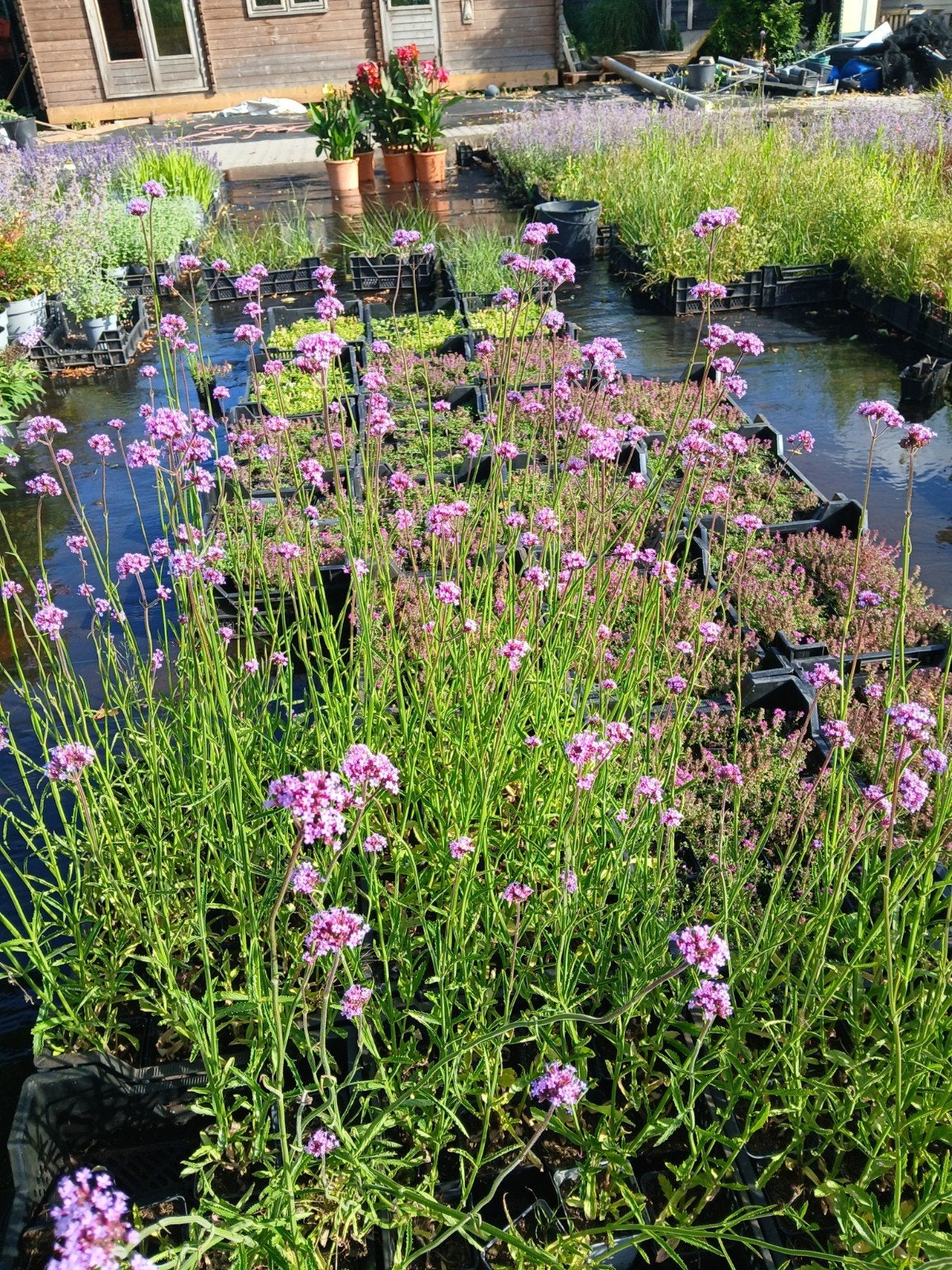 Verbena bonariensis - IJzerhard vanaf 1.25 euro per stuk, Tuin en Terras, Overige soorten, Volle zon, Vaste plant, Ophalen of Verzenden