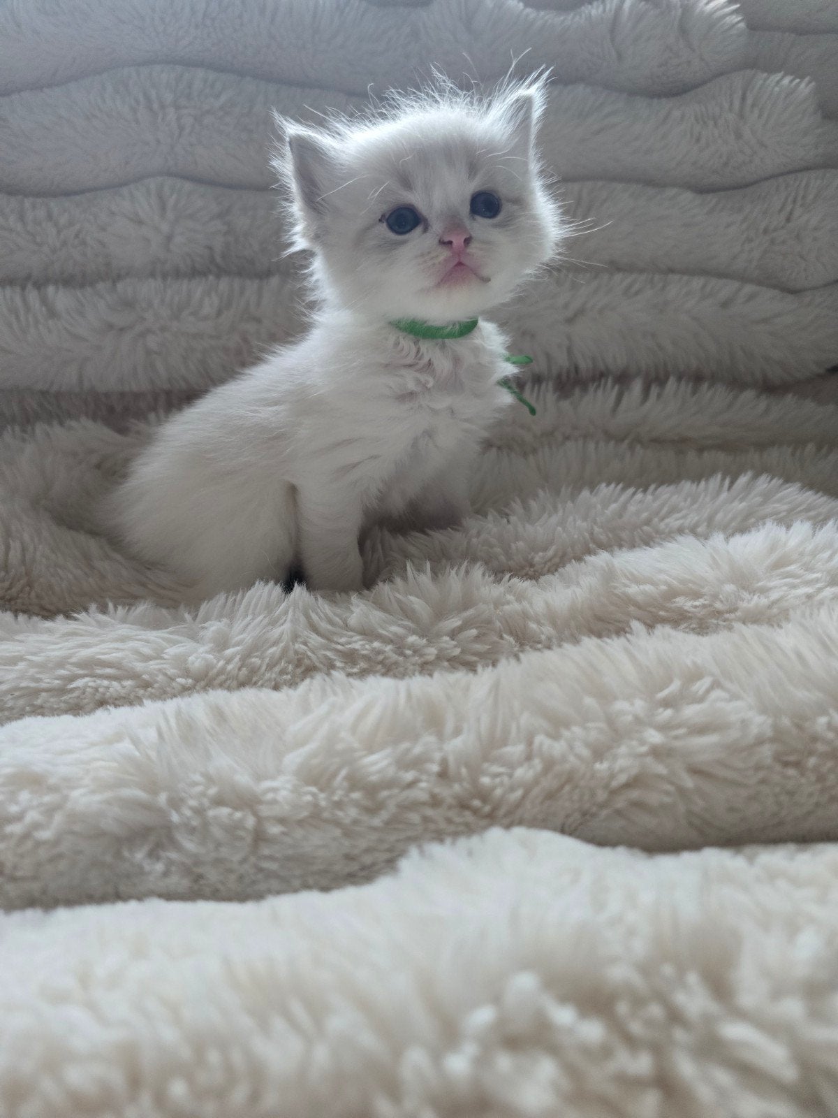😻💯% 3 Ragdoll kittens😻 uit geteste ouders💥nieuwe foto's, Dieren en Toebehoren, Meerdere dieren, Gechipt