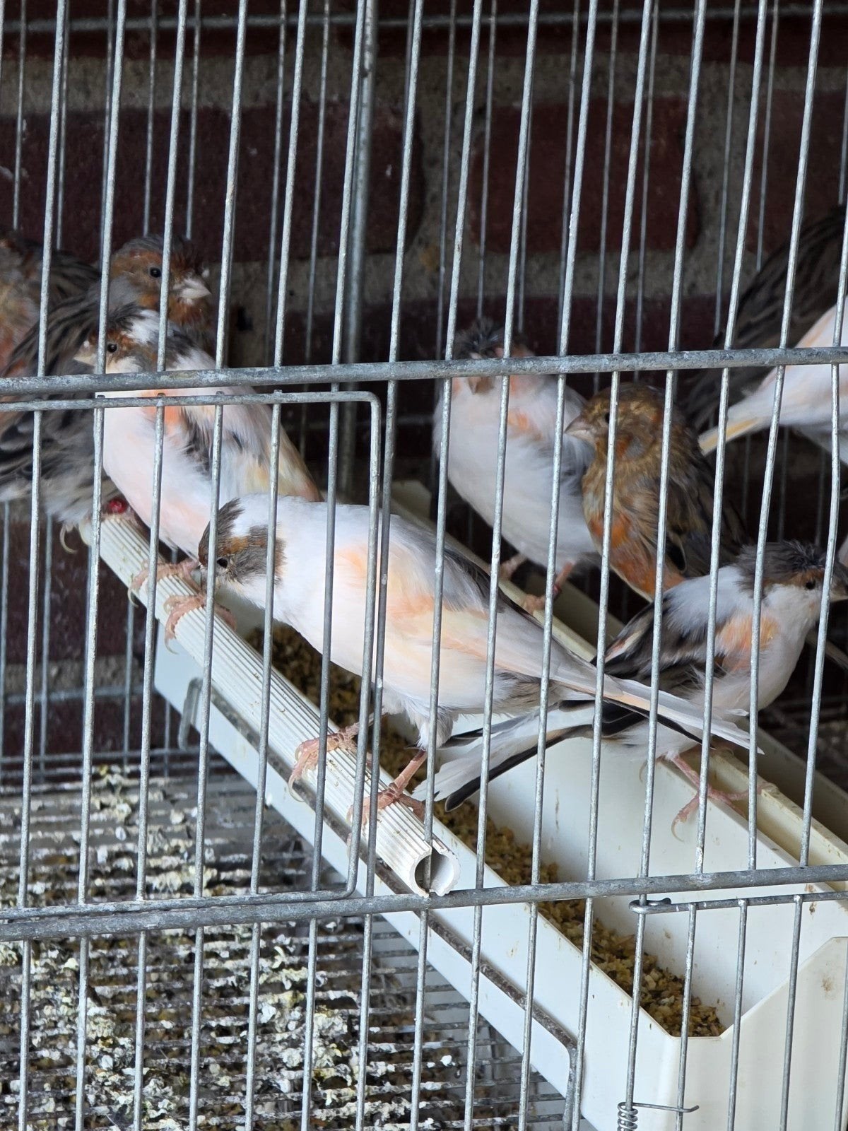 5 koppel harlekijn te koop, Dieren en Toebehoren, Meerdere dieren