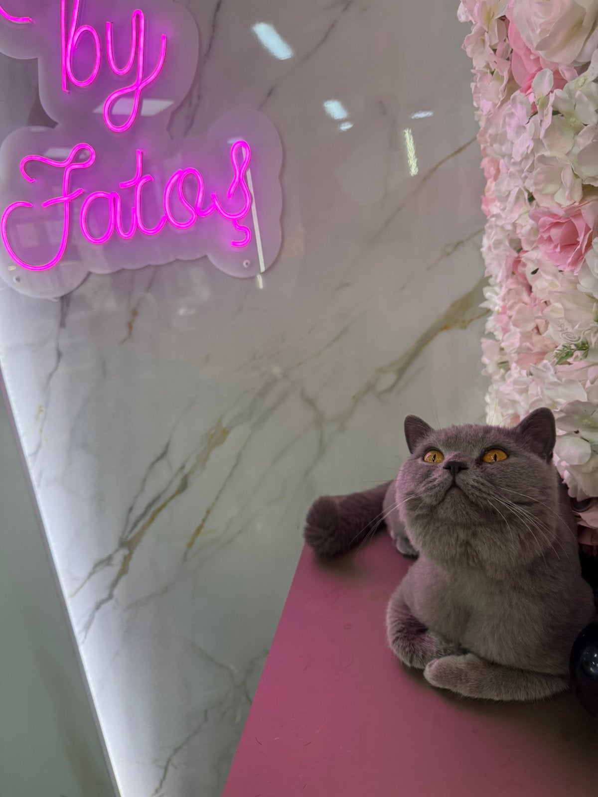 Britse kort haar katter kat brits shorthair blauw katten, Kater, Kortharig, 0 tot 2 jaar