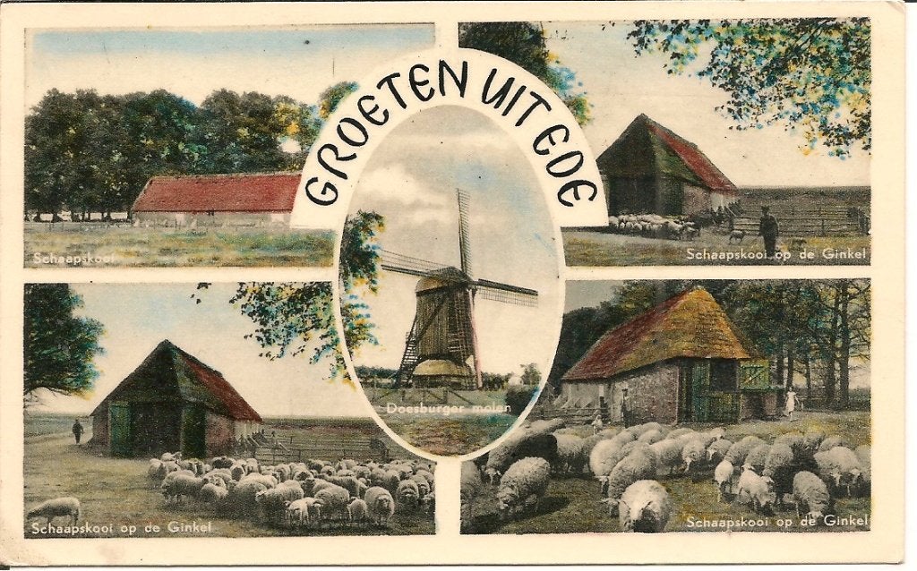 Ansichtkaart Groeten uit Ede - Schaapskooi en molen, Ophalen of Verzenden, 1960 tot 1980, Gelopen, Gelderland