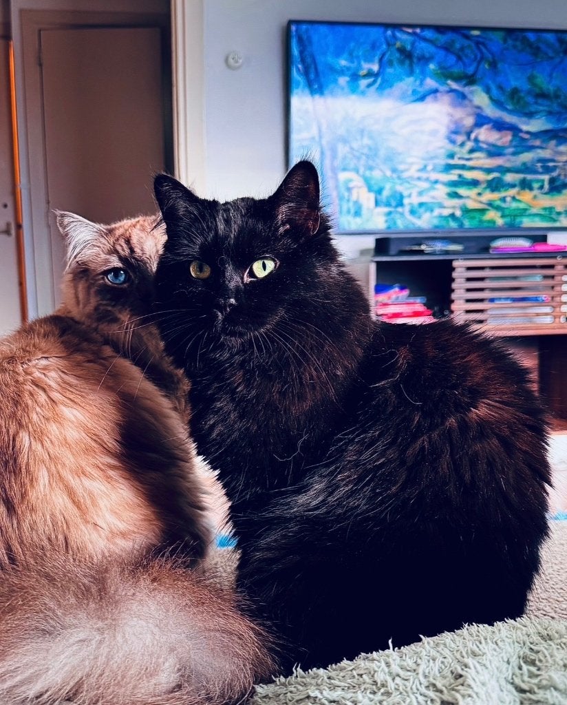 “Wij zoeken een liefdevol thuis voor onze katten.”, Dieren en Toebehoren, Kater, Gechipt, 3 tot 5 jaar