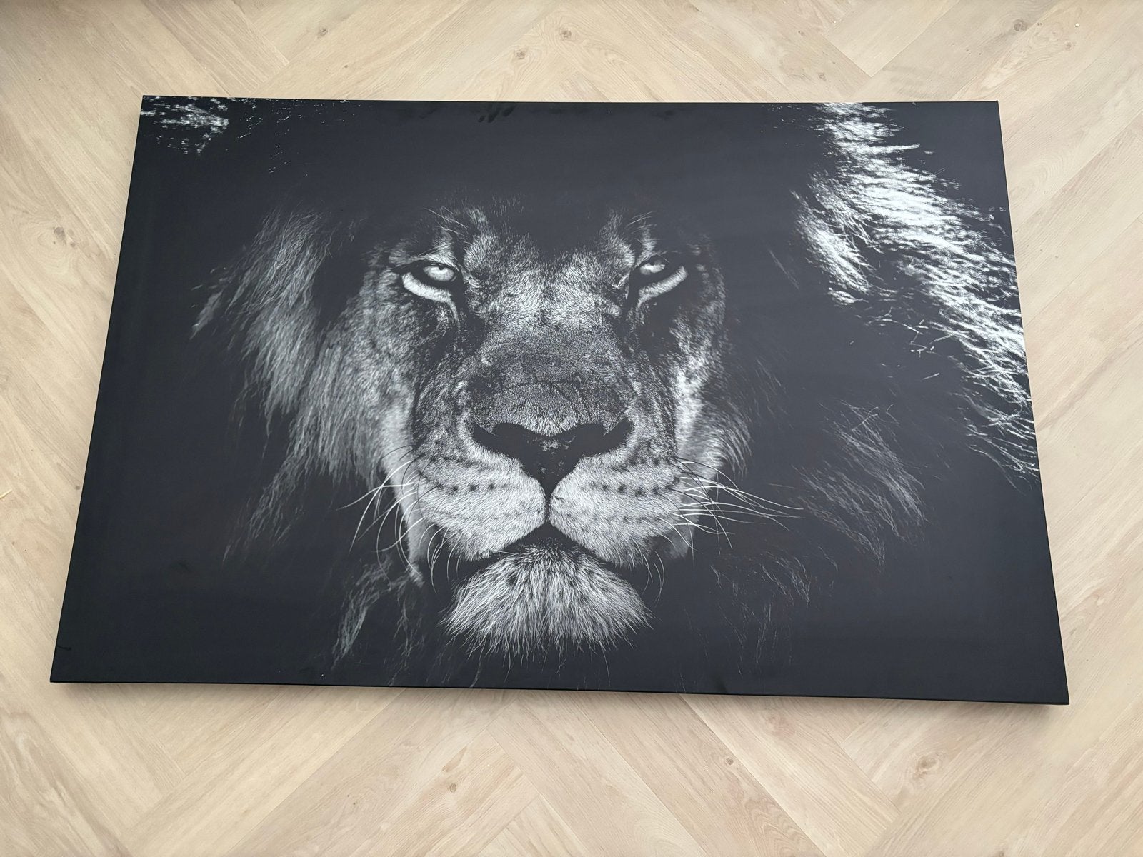 Groot Canvas Schilderij Leeuw 150x100cm, Ophalen, 125 cm of meer, 75 cm of meer, Print