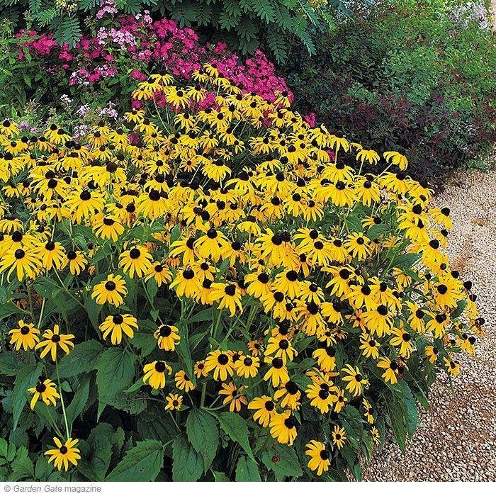 Bio zaden Gele zonnehoed - Rudbeckia fulgida (Goldstrum), Verzenden, Voorjaar, Halfschaduw, Zaad