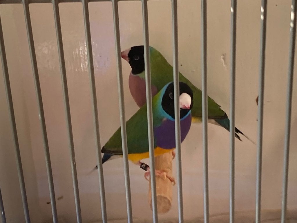 Gouldamadine, Meerdere dieren, Tropenvogel, Geringd