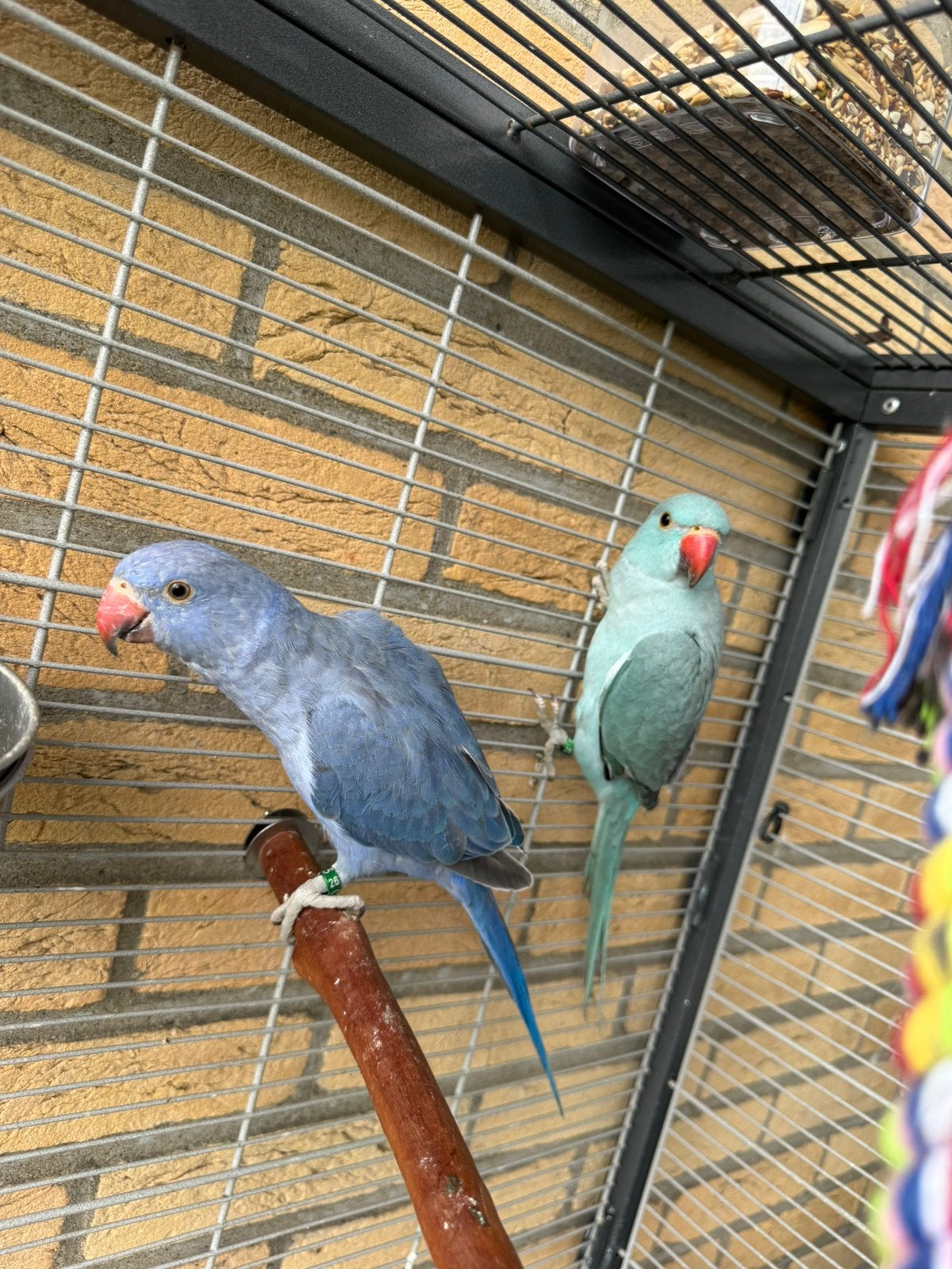 Twee prachtige halsbandparkieten te koop — koppel, Meerdere dieren, Parkiet