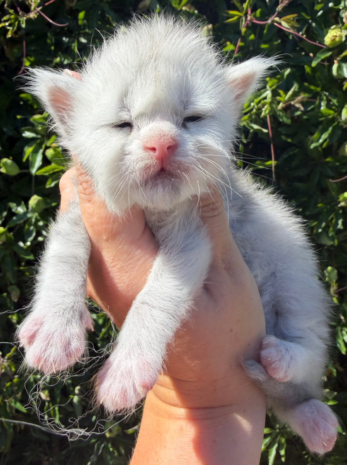 maine coon kitten uit show/shaded/Russische lijnen, Kater, Met stamboom, 0 tot 2 jaar