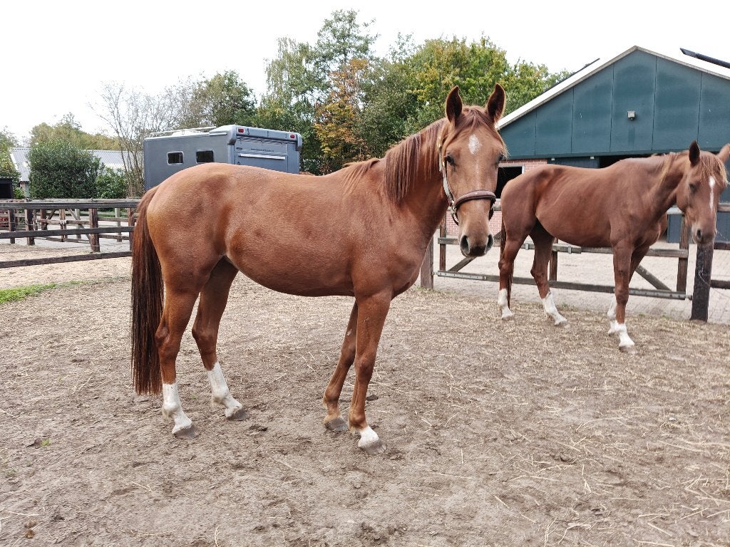 Lieve tweejarige spring merrie, Dieren en Toebehoren, Merrie, Springpaard, Minder dan 160 cm, Met stamboom