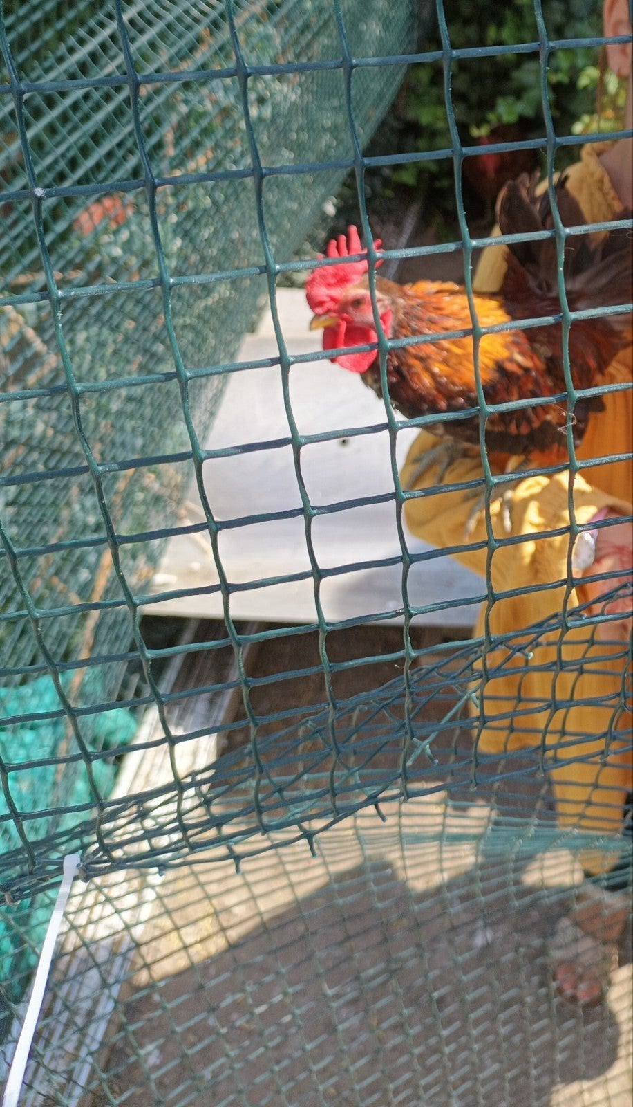 Serama haan net volwassen gratis, Dieren en Toebehoren, Mannelijk, Kip