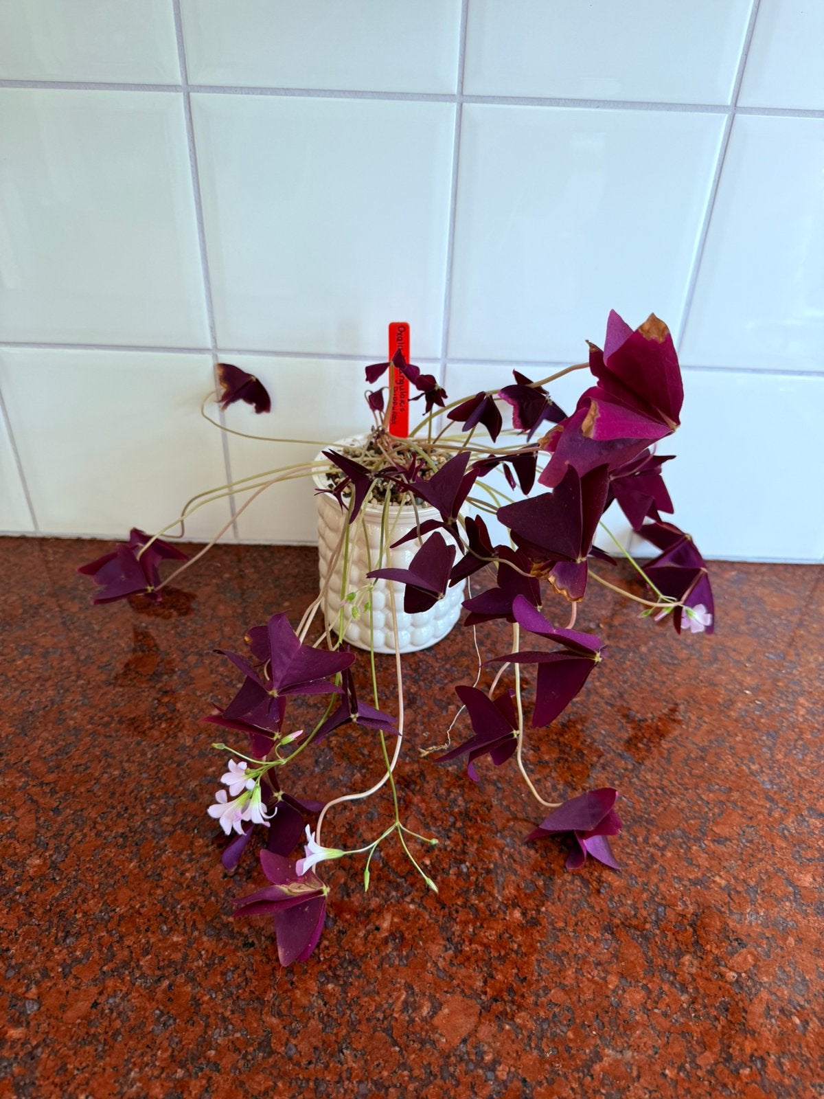 Oxalis triangularis, Ophalen, Halfschaduw, Minder dan 100 cm