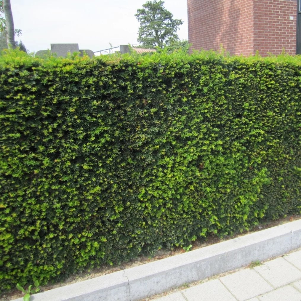 Taxus baccata / meerdere maten / zware kwaliteit, Ophalen of Verzenden, Taxus, Minder dan 100 cm