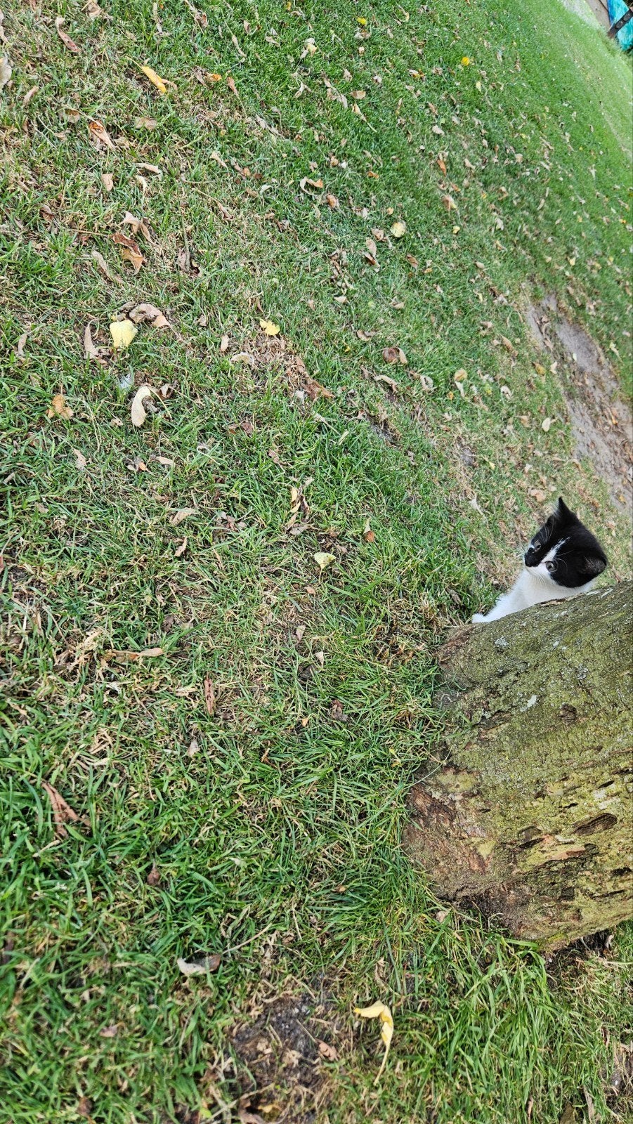 Super mooie en schattige kittens