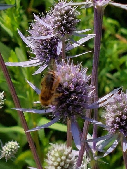 zaden Eryngium planum Blue Glitter, Verzenden, Voorjaar, Volle zon, Zaad