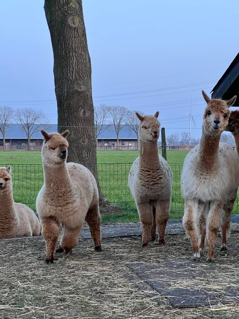 Alpaca’s | merries en hengstje | faun-bruin van kleur, Dieren en Toebehoren, Maart, Meerdere dieren