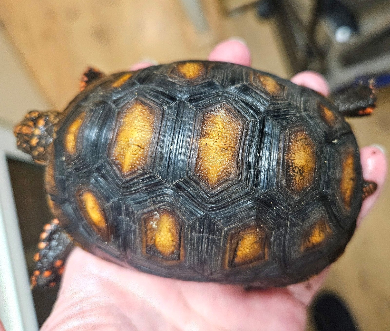 Kolenbranderschildpad – Chelonoidis carbonarius – nk 2025 Tortoise photo 11