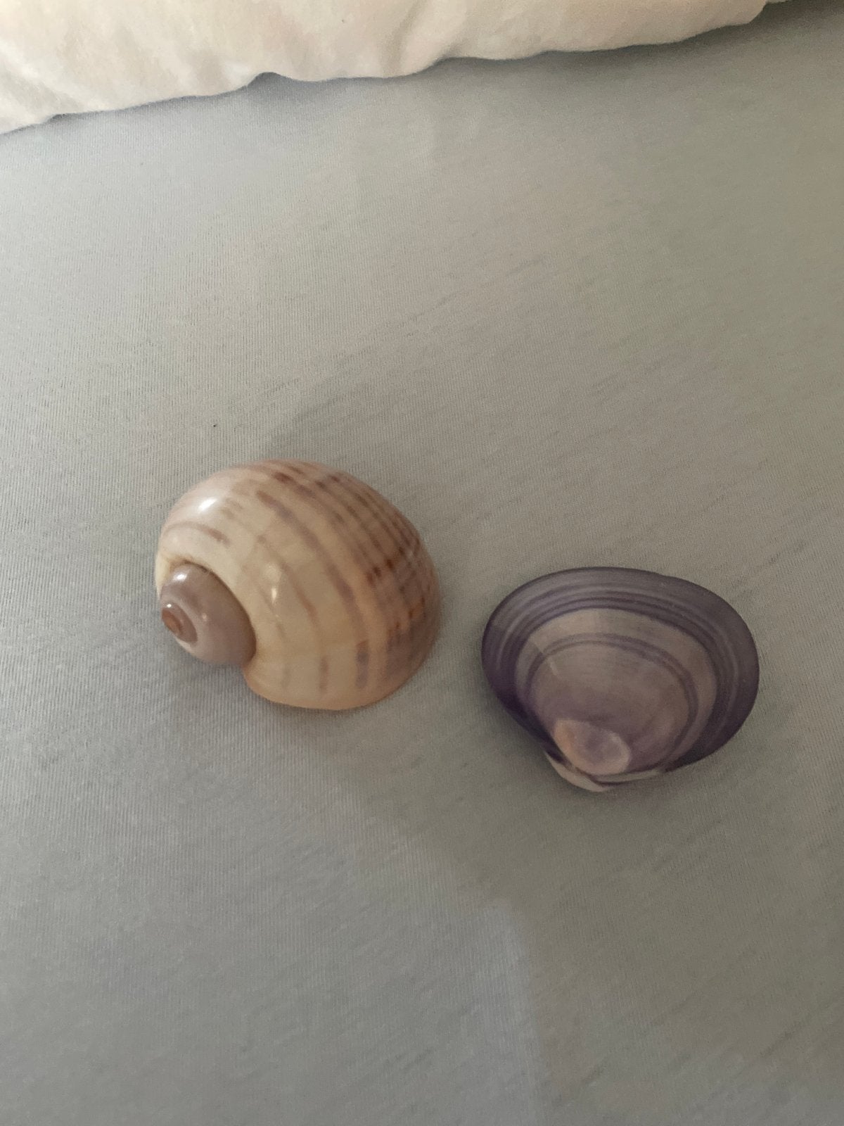 Twee mooie schelpen - decoratie of verzameling, Ophalen of Verzenden, Zo goed als nieuw