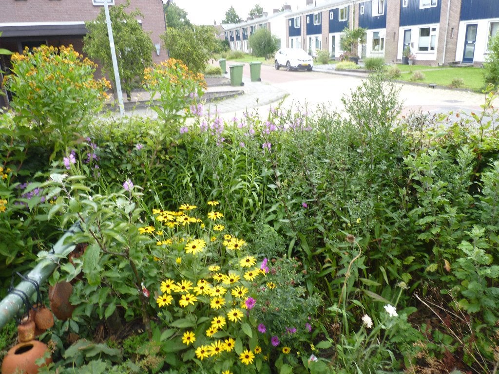 5 verschillende Herfstbloeiers hoogte 80 cm, Tuin en Terras, Planten | Tuinplanten, Volle zon, Vaste plant, Herfst, Ophalen