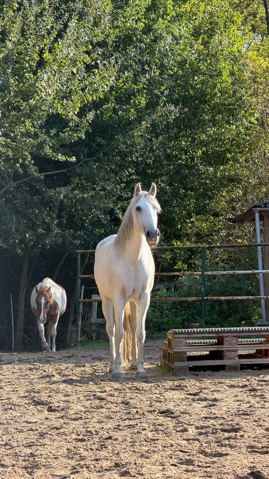 Verzorger gezocht voor lieve merrie, 1 paard of pony