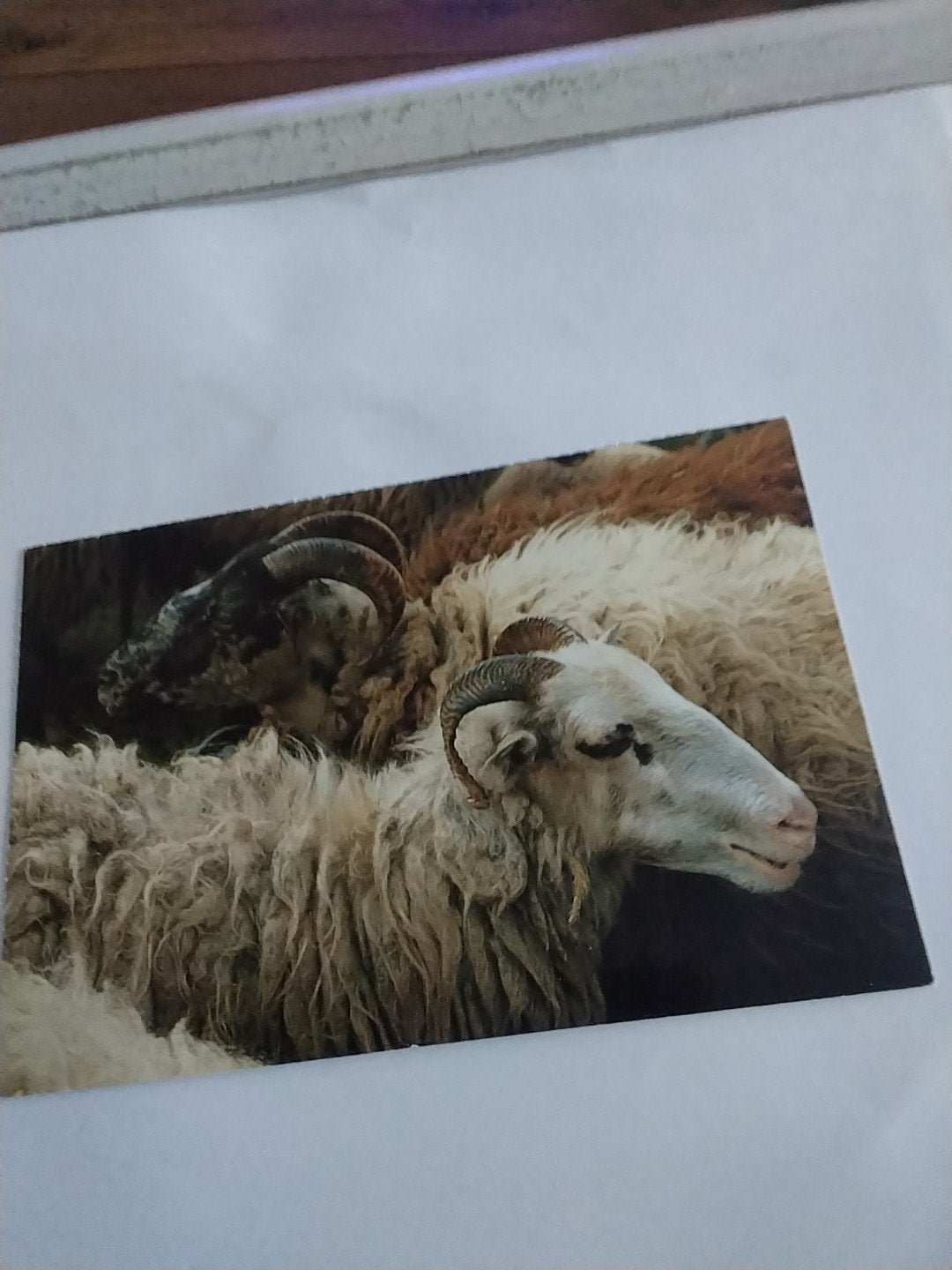 kaart Drentse heideschapen - Kijk op het groene Drenth, Ophalen of Verzenden, 1960 tot 1980, Ongelopen