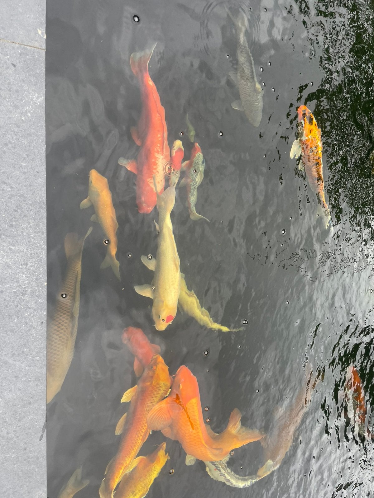 Diverse gezonde mooie koi karpers!, Karper of Koi