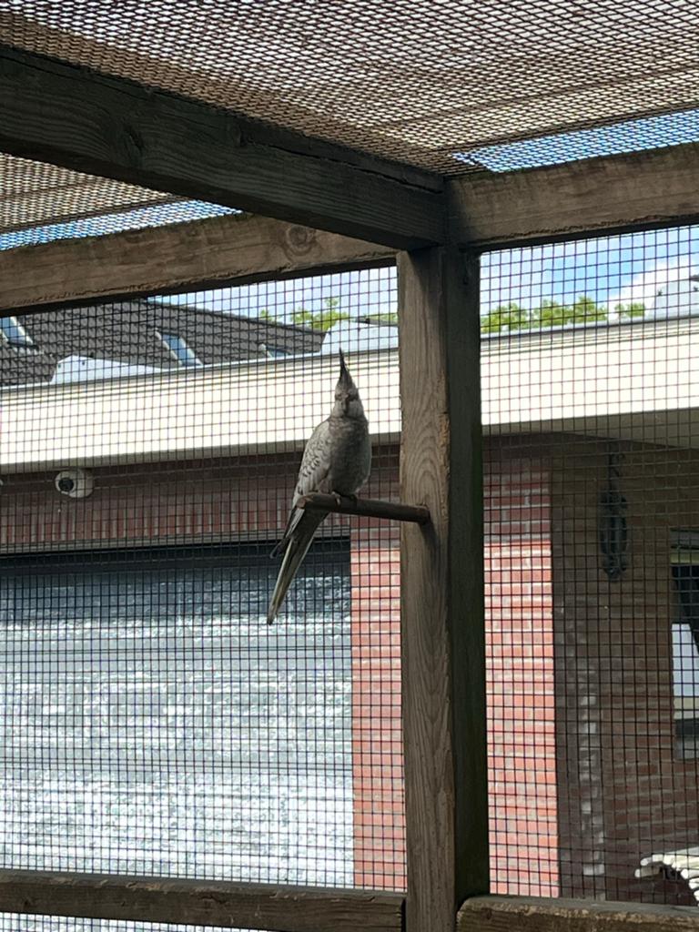 Valkparkiet, Dieren en Toebehoren, Vogels | Parkieten en Papegaaien, Mannelijk, Parkiet