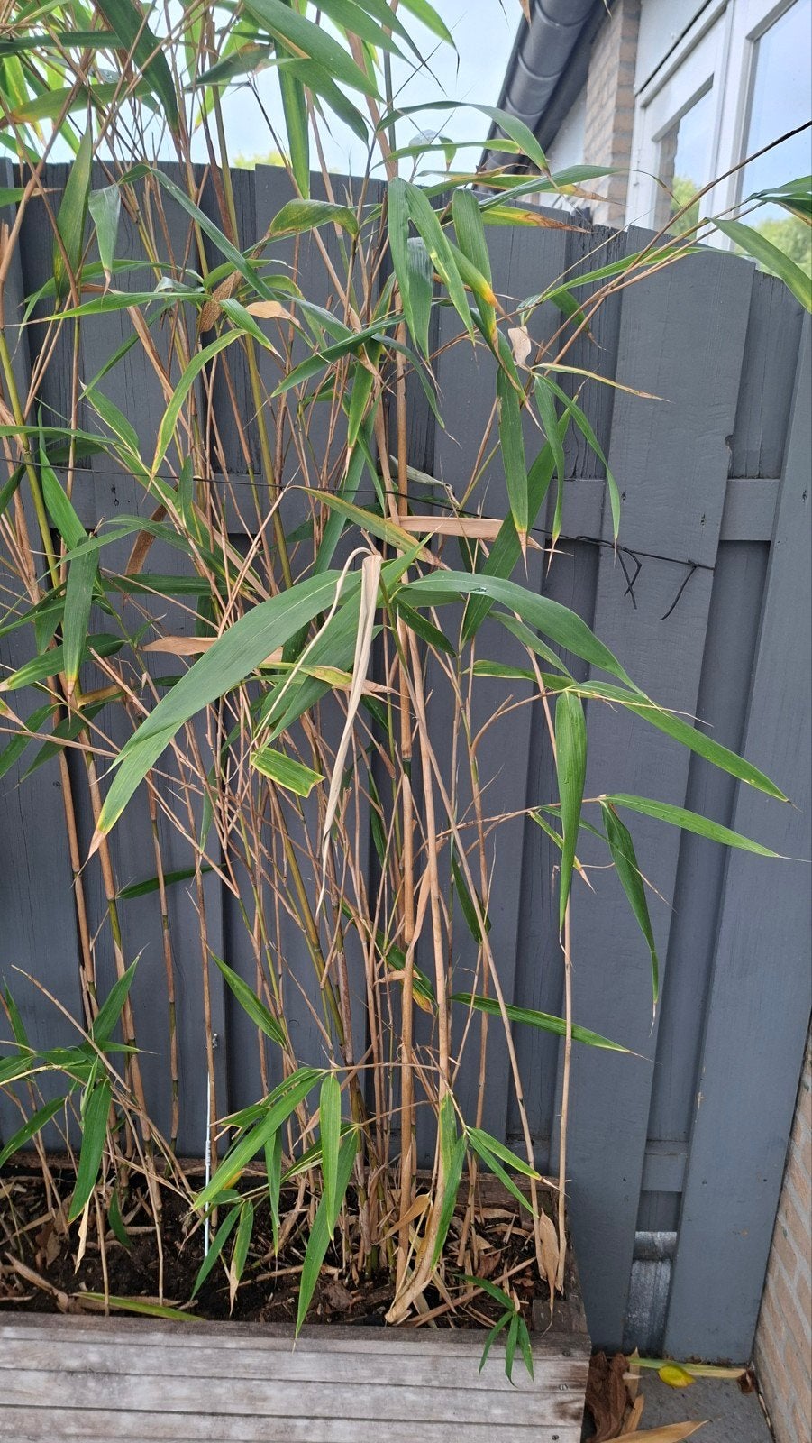 Stevige en snelgroeiende bamboe in pot, Tuin en Terras, Volle zon, Vaste plant, Siergrassen, Ophalen of Verzenden