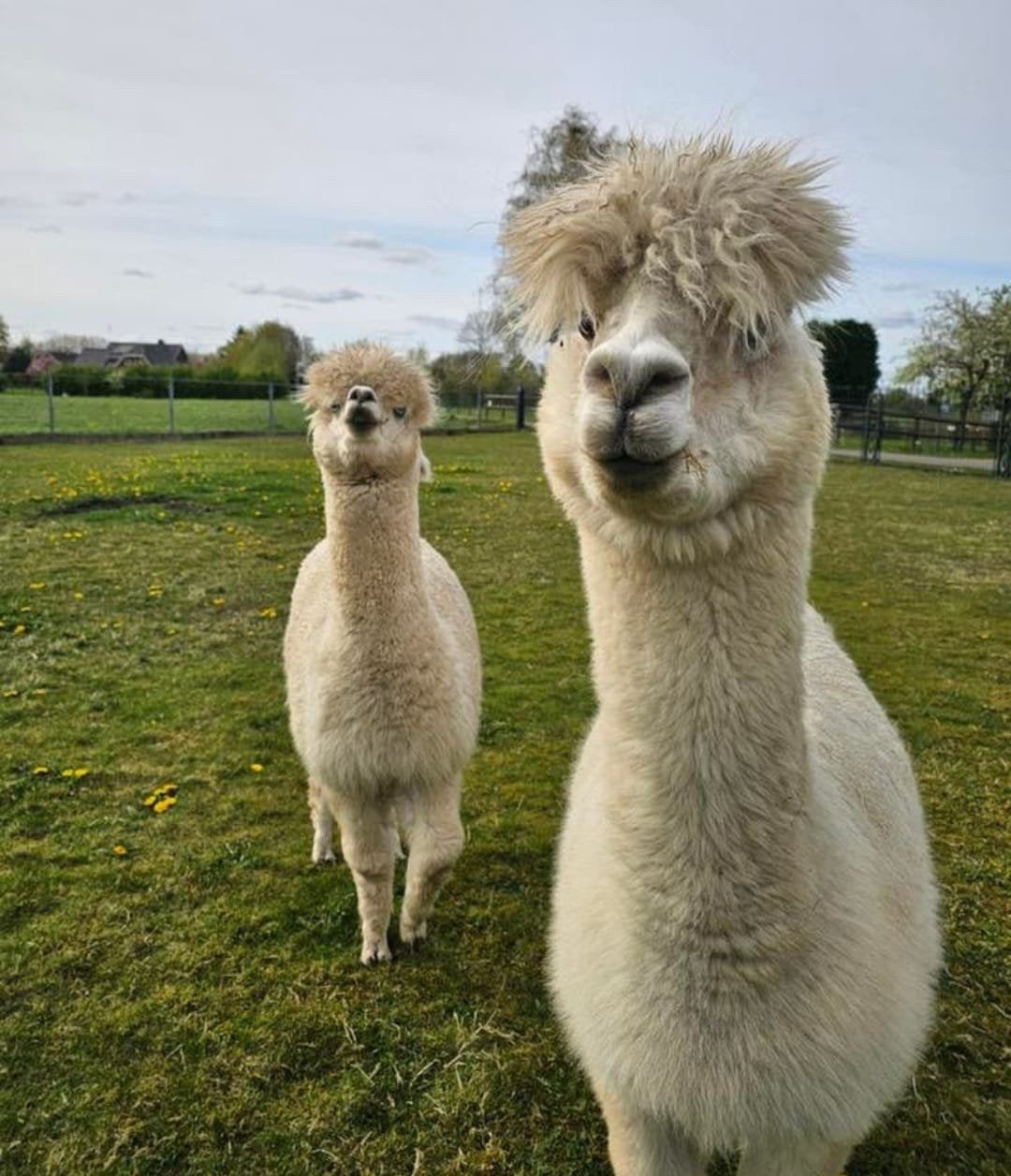Te koop 1 alpaca merrie en 1 ruintje, Dieren en Toebehoren, Overige Dieren, Juni, Meerdere dieren