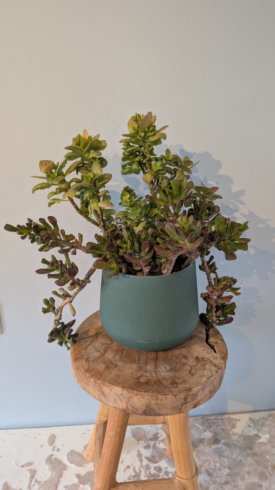 Mooie Vetplant Crassula en Kalanchoë (roze) in pot, Huis en Inrichting, Ophalen, Vetplant, In pot, Minder dan 100 cm