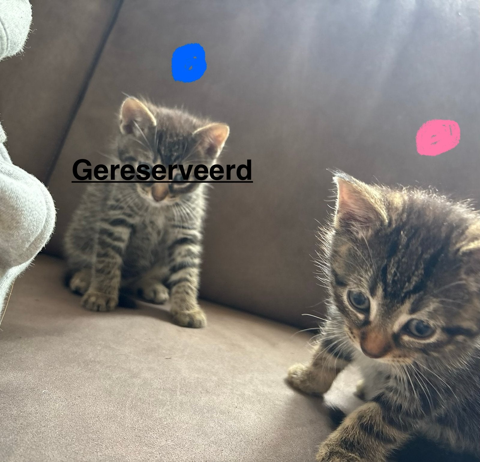 Kittens, Meerdere dieren, 0 tot 2 jaar