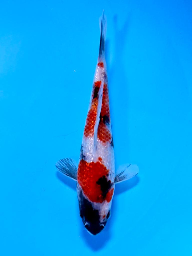 Ginrin Showa 14-18cm Kase Japanse koi, Karper of Koi