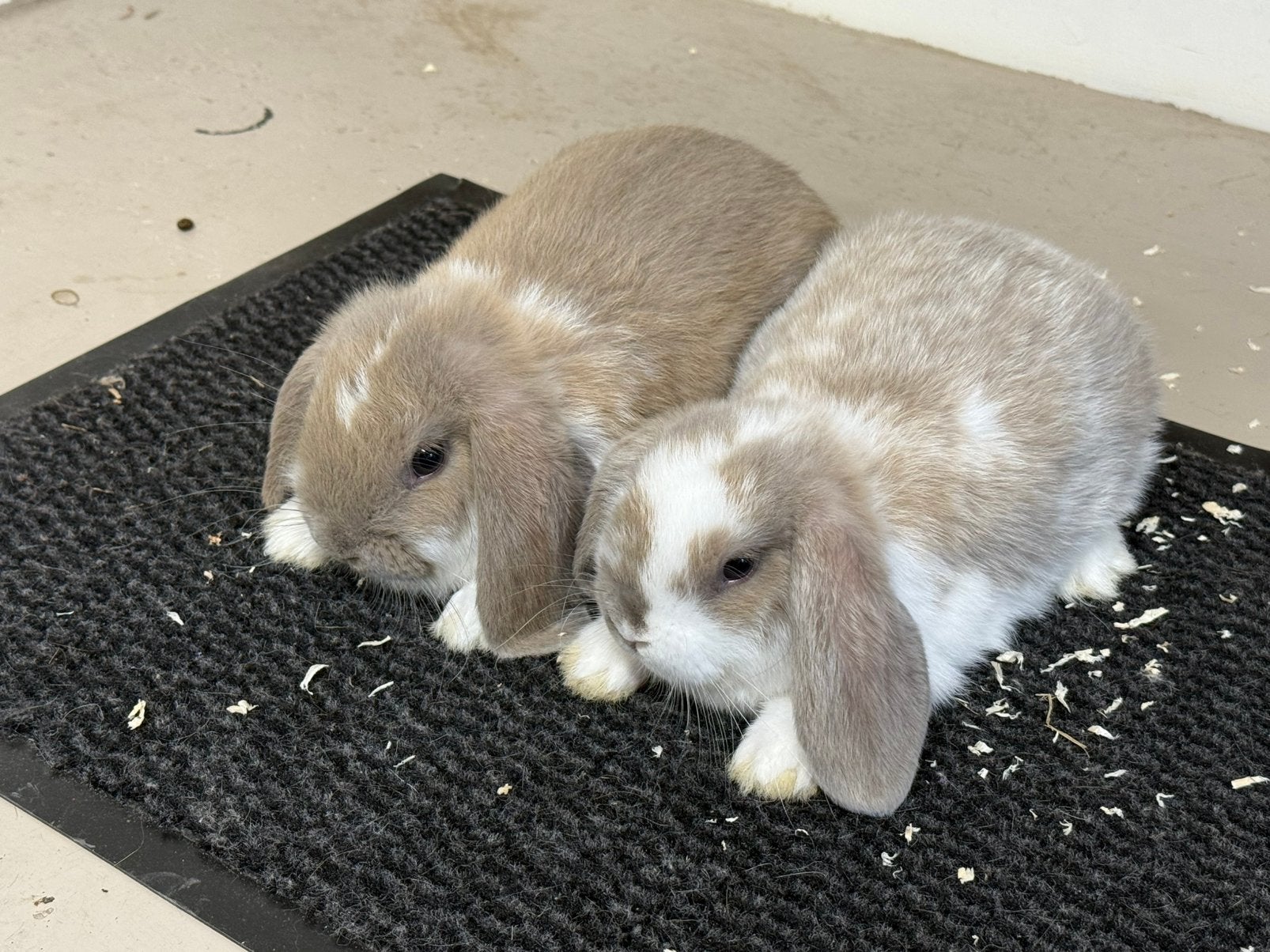 Minilop x NHD, Dieren en Toebehoren, Konijnen, Mannelijk, Dwerg, Hangoor