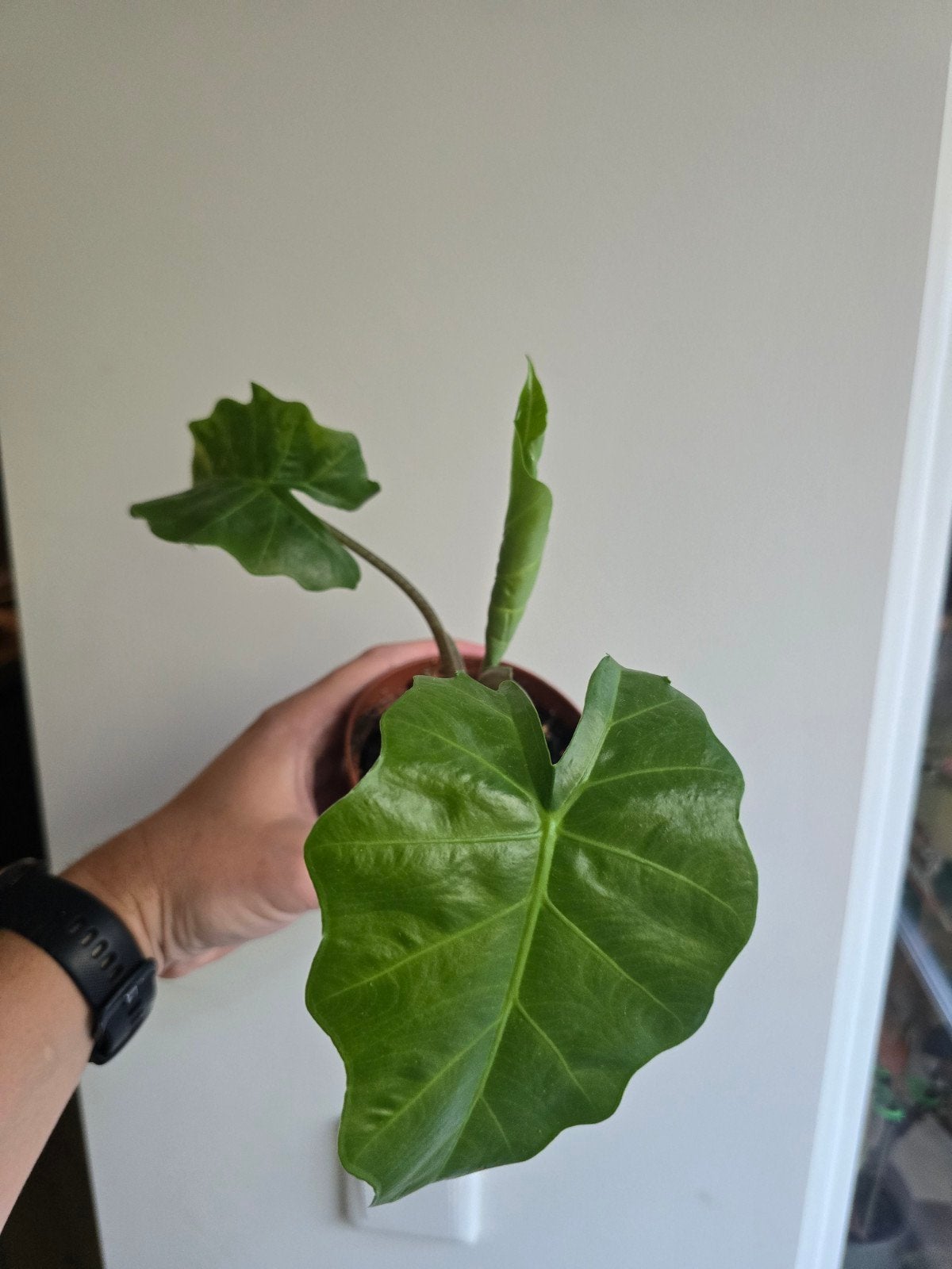 Alocasia Portadora, Ophalen, Halfschaduw, Minder dan 100 cm