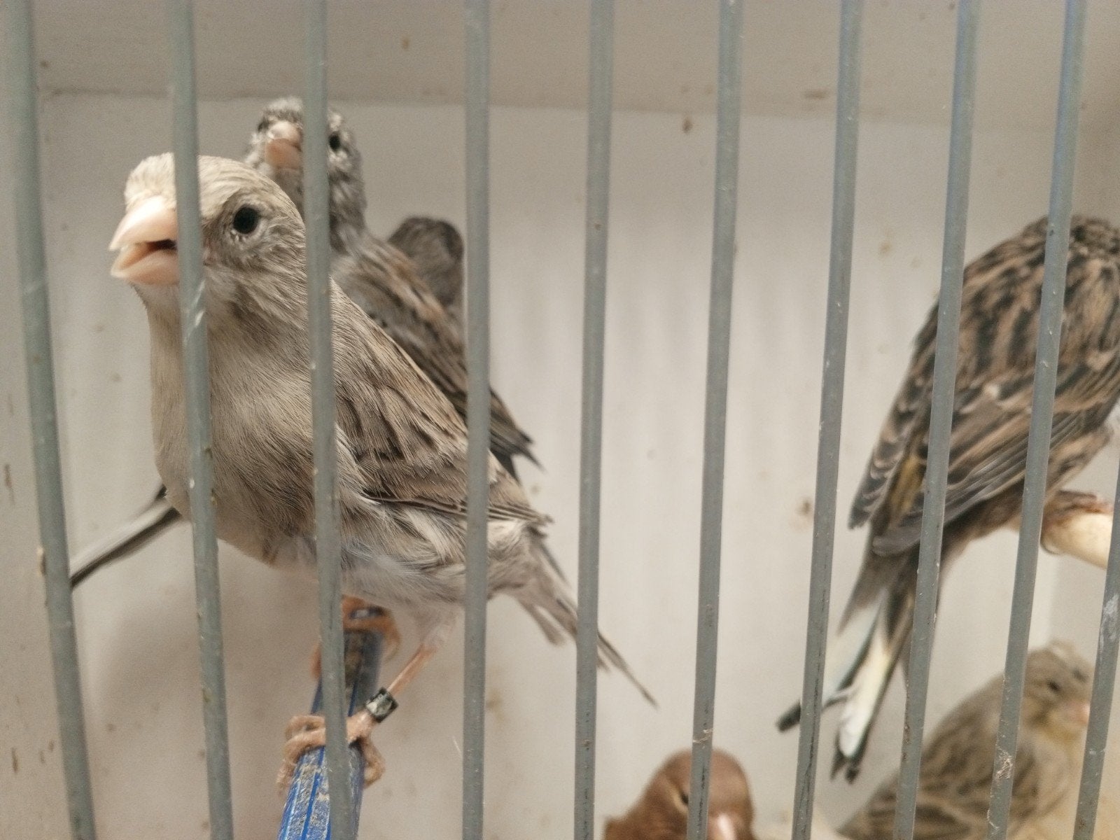 Landgraaf, Meerdere dieren