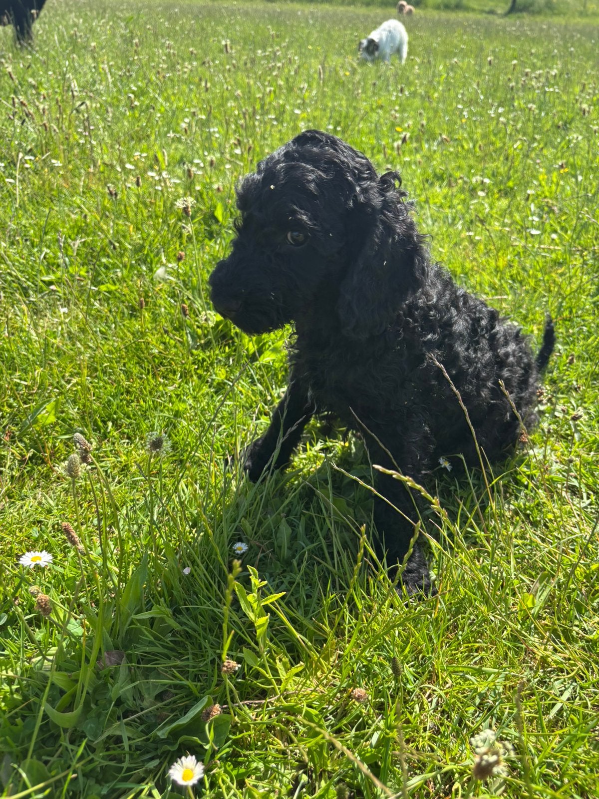 Australian labradoodles prachtige reutjes beschikbaar, 8 tot 15 weken, Parvo, Meerdere, Meerdere dieren