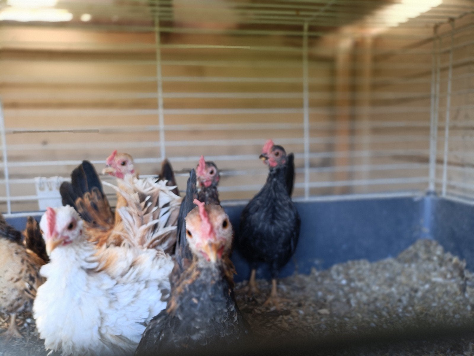 diverse Haantjes, Dieren en Toebehoren, Pluimvee, Mannelijk, Kip