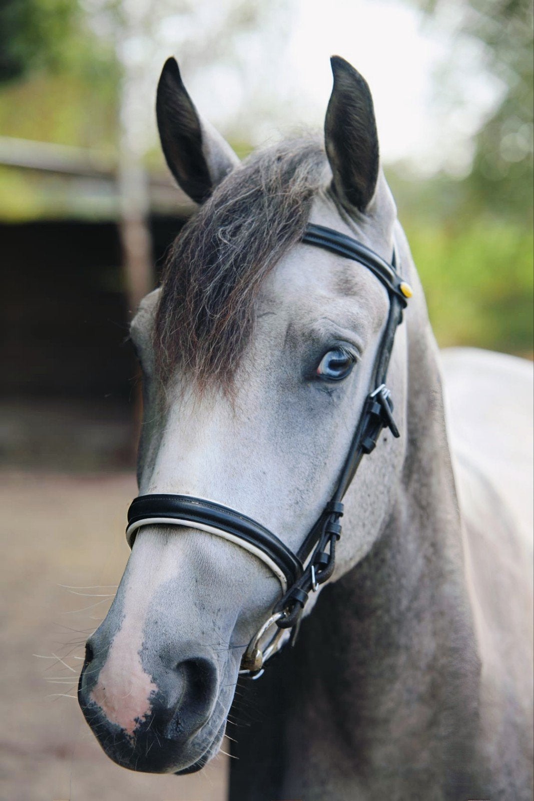 🐎4 jarige D-pony Schimmel📏1,47 leergierig&werkwillig ☘️🐴, Dieren en Toebehoren, Zadelmak, 3 tot 6 jaar, D pony (1.37m tot 1.48m)