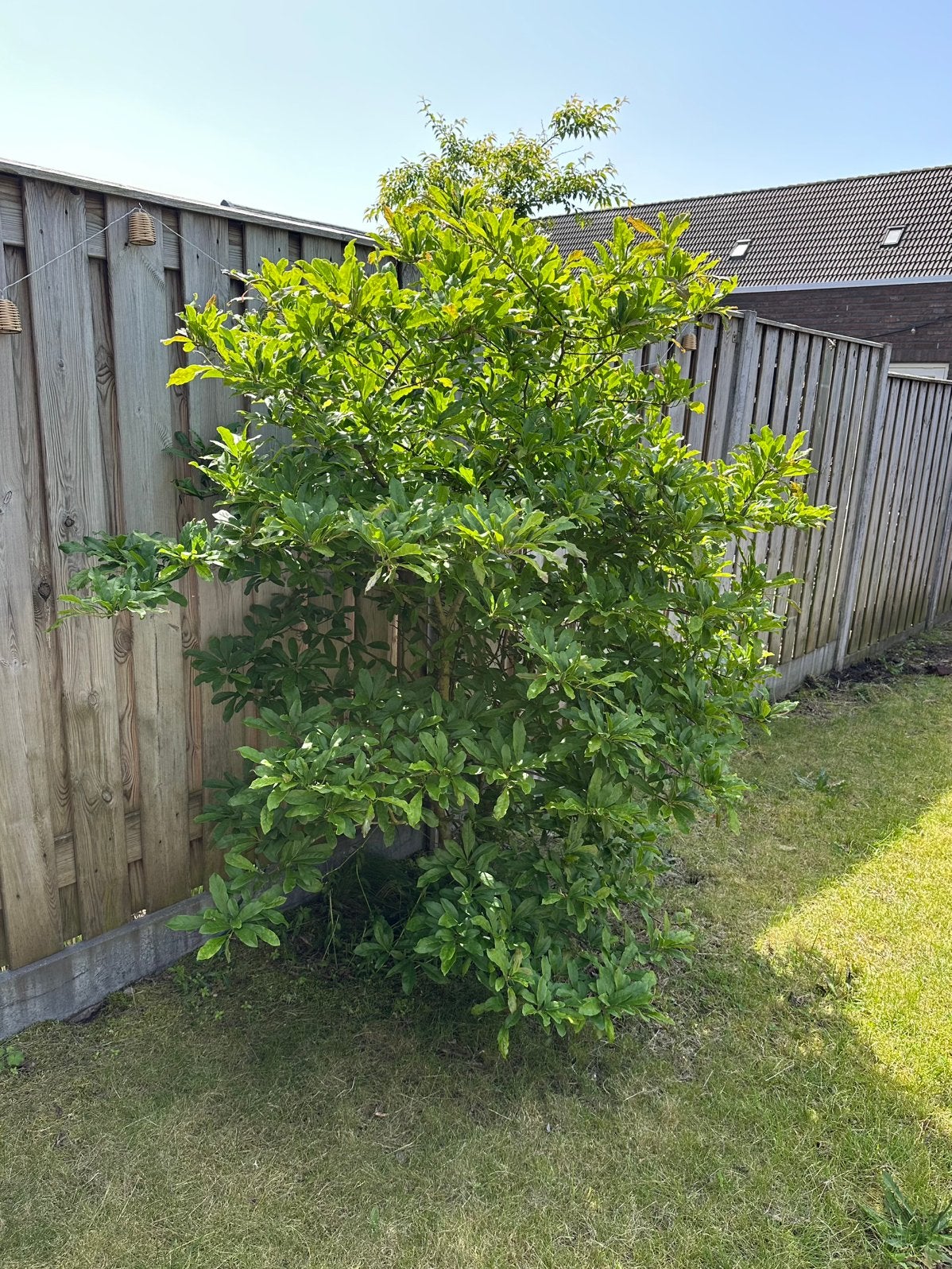 Magnolia struik/boom, Overige soorten, Lente, 100 tot 250 cm, Ophalen