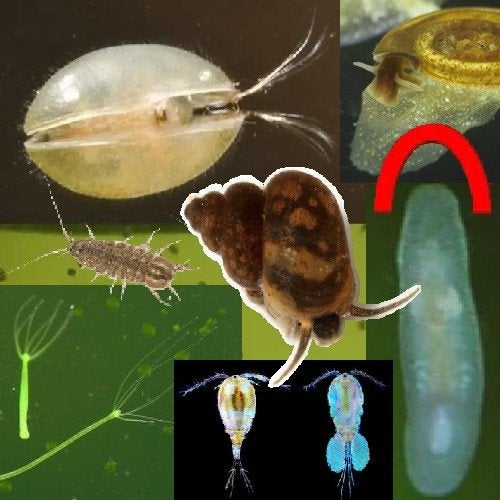 Zoetwater microfauna, hydra, slakken etc. gezocht, Overige typen, Zoetwatervis