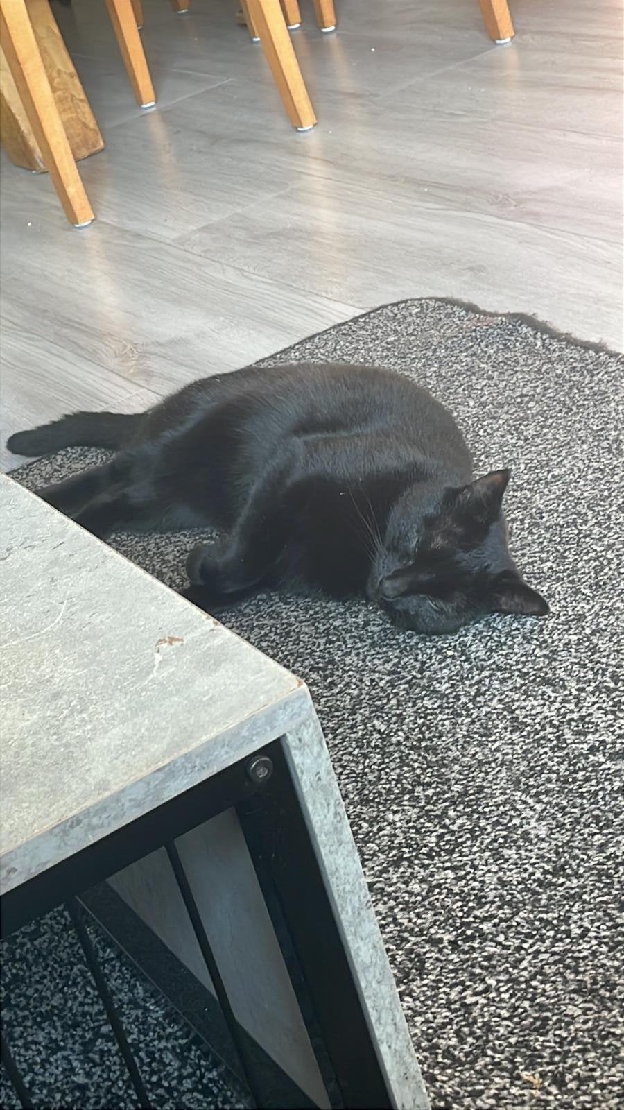 Zwarte Kater, en broertje en zusje kat en poes, Kater