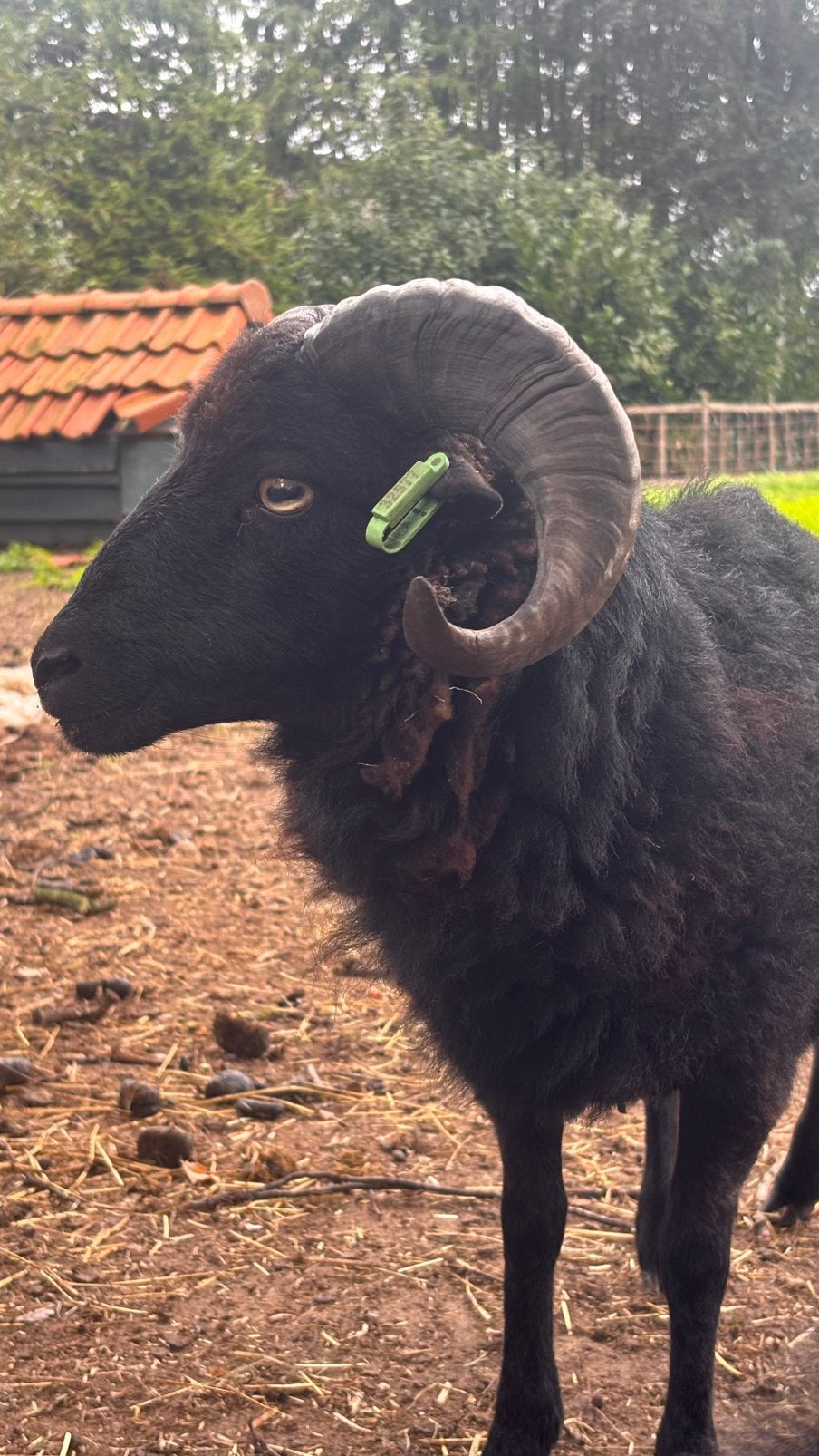 Ouessant Ram te koop, Dieren en Toebehoren, Mannelijk, Schaap, 0 tot 2 jaar