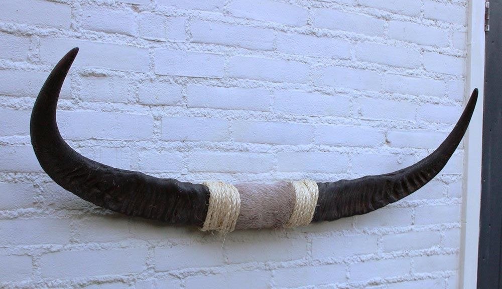Texas style BULLBAR - 96 cm - waterbuffel hoorns (ref. i2), Ophalen, Nieuw, Boerderijdier, Overige typen