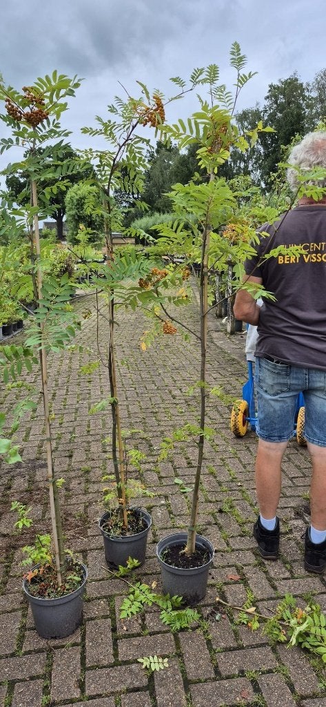 TE KOOP Lijsterbes - Sorbus aucuparia, Overige soorten, 100 tot 250 cm, Zomer, Ophalen