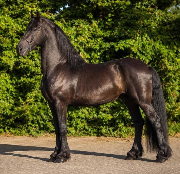 Brave friese merrie, Merrie, B, Gechipt, 160 tot 165 cm
