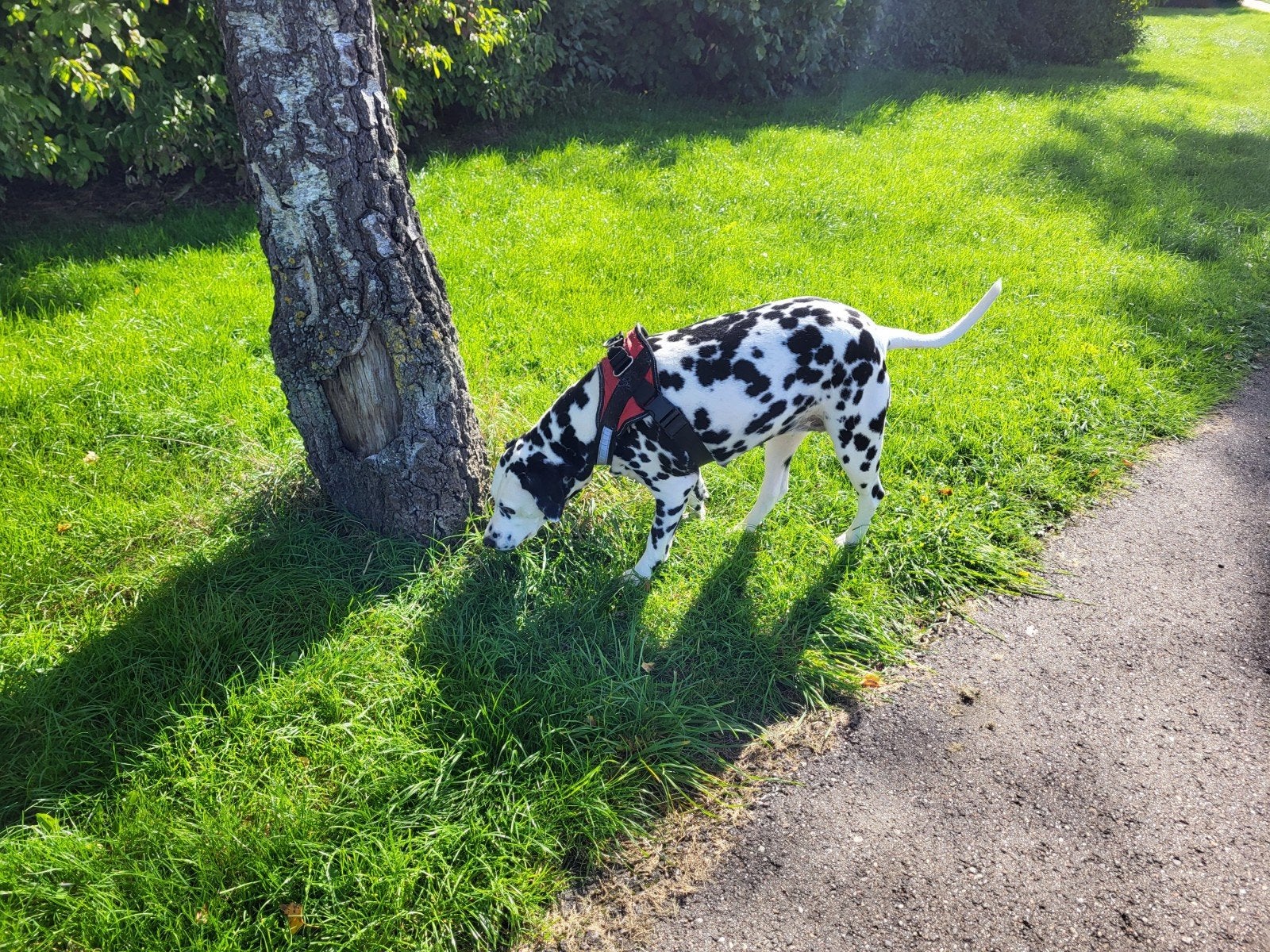 Heel schattig hond die van kinderen houdt, Dieren en Toebehoren, Overige rassen, Teef, Eén hond, CDV (hondenziekte)