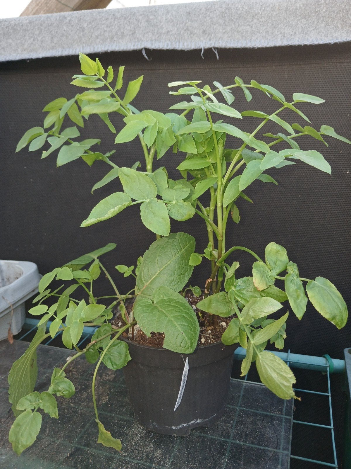 Suikerwortel, Tuin en Terras, Planten | Tuinplanten, Ophalen, Overige soorten, Volle zon