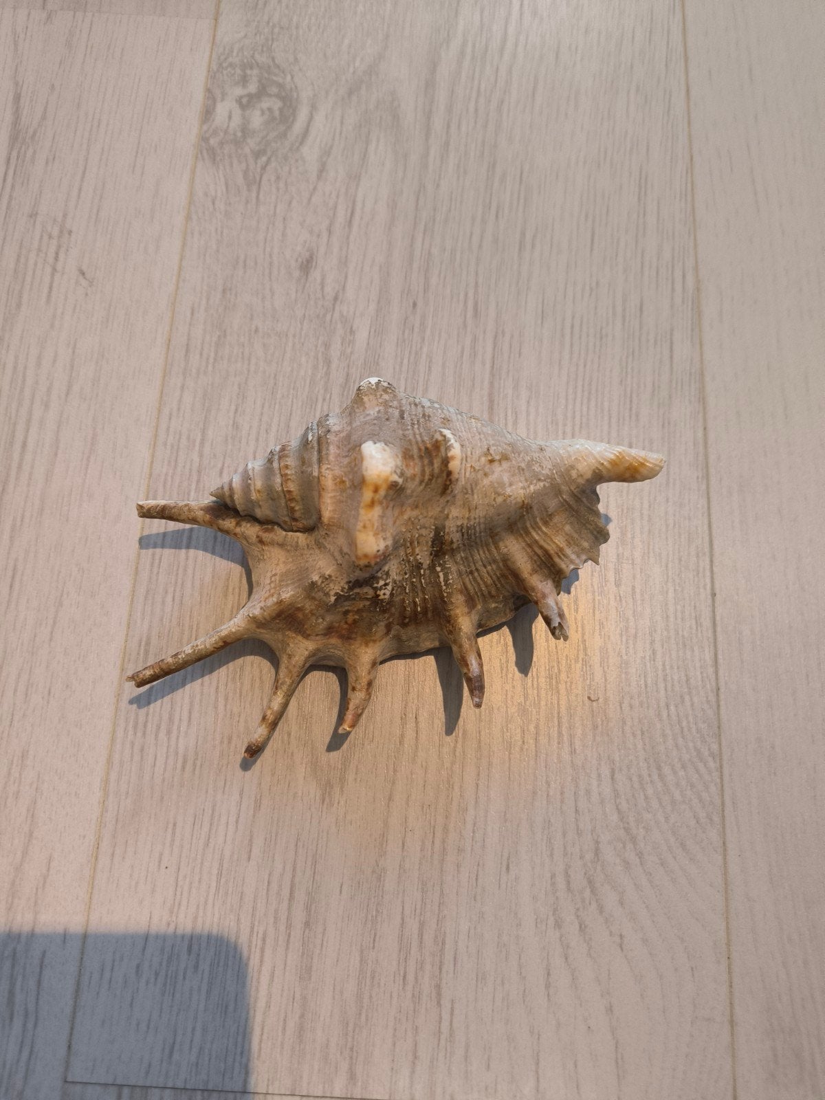 Decoratieve Schelp - Natuurlijke Woondecoratie, Ophalen of Verzenden, Zo goed als nieuw, Natuurlijk materiaal