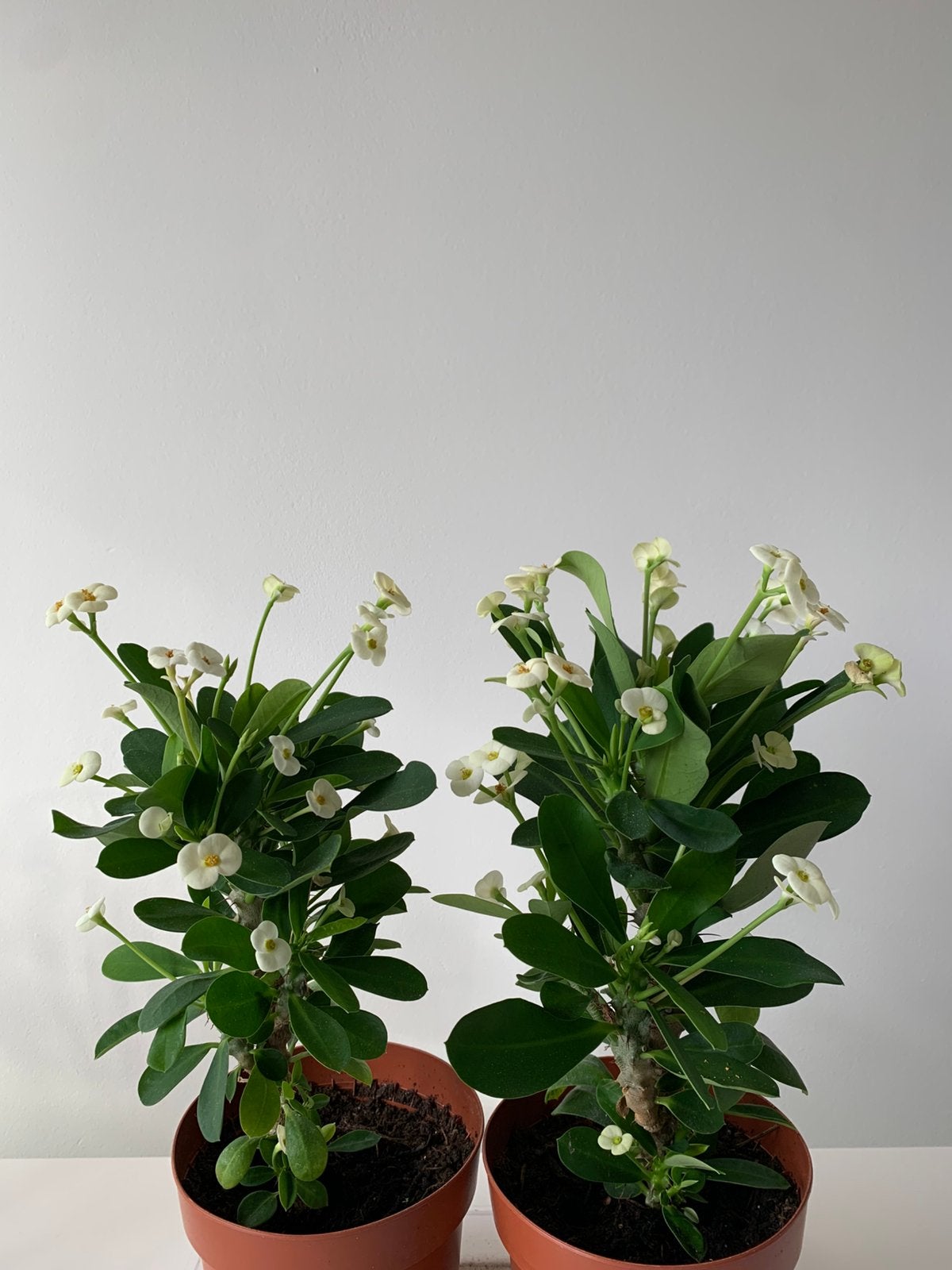 Euphorbia milii, Huis en Inrichting, Ophalen of Verzenden, Halfschaduw, Minder dan 100 cm