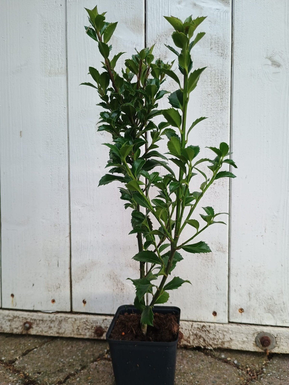 Ilex meserveae Heckenstar. sterke hulst haagplanten. P9, Ophalen of Verzenden, Minder dan 100 cm